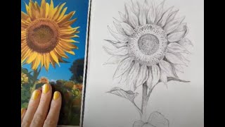 Sunflower Pencil Drawing Tutorial