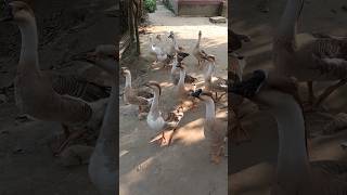 রাজহাঁস। #duck/ #shorts/ #viralvideo/ #swan