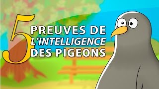 Les pigeons, rois des cons ?