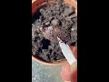 how to grow a chocolate plant🍫 howtowithjessie part 10