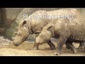 The Rhino Wars.mov