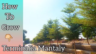 How To Grow Terminalia Mantaly Tree||Umbrella Tree||Madagascar Almond Tree||Darakht Lagane ka Tarika