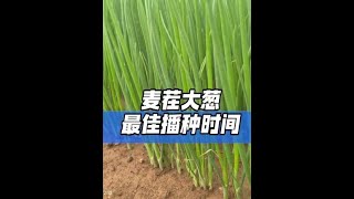 #农业种植 #大葱种植 #大葱苗 #大葱种植技术 #来抖音学农技