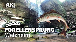 Der Forellensprung - Geheimnisvolle Wasserfälle mitten im Wald | Glasklinge