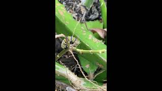 Monarch Caterpillar Walking