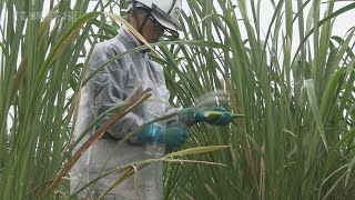 特産マコモタケ収穫  潮来