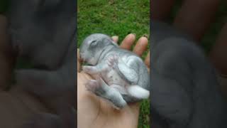 Baby Rabbit 😍 മുയൽ കുഞ്ഞ്