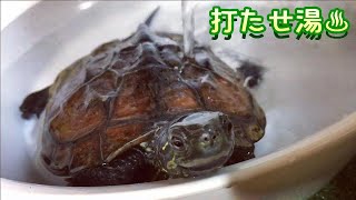 打たせ湯する亀 クサガメベビーつくの成長記120 クサガメ かわいい 温浴 Reeves turtle taking a shower.