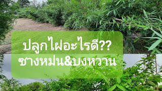 ปลูกไผ่อะไรดี ที่นี่มีคำตอบ