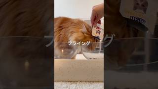 ごはんだいすき猫にカリカリとAIM30をあげてみた#shorts#cat #カリカリ #猫のいる暮らし #猫おやつ