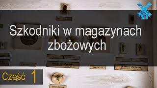 Szkodniki w magazynach zbożowych- część 1