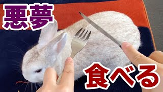 うさぎを食べる悪夢を見た (Eng sub) Nightmare of eating a rabbit