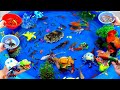 Cute Animals, Goldfish, Crocodile, Pufferfish, Starfish, Crab, Turtle, Pleco, Guppies, Koi, Shrimp