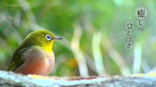 HD 癒しの映像【メジロと雀】鳥のさえずり。 Healing videos and natural sounds