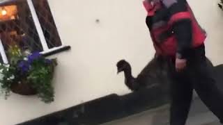 /wsg/ uk man walking emu