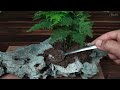 how to make a mini garden with moss water pine miniature landscape diorama terrarium