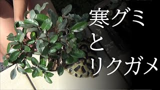 20210728 - 盆栽 - 寒グミの初手入れ