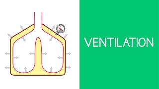 3.1 Respiratory: Ventilation