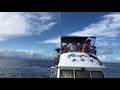 從海上欣賞海岸山脈及清水斷崖｜whale watching trip in taiwan｜花蓮賞鯨行｜抹香鯨現身（精華版）【跟著藝術家來放風】 11 中文字幕