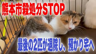 【くまっ子】殺処分間際の猫達を空輸し東京へ【病院から最後の2匹を受け取る】