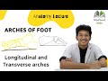 Arches of Foot Anatomy - In detail explaination | Longitudinal and Transverse arches | Medseed MBBS