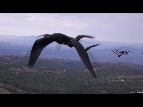 Do birds fly in patterns?