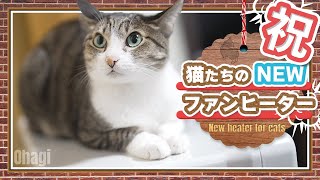 ㊗️猫たちのNEWファンヒーター