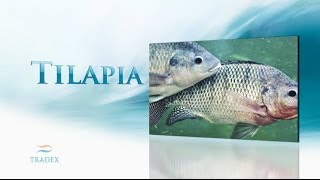 About - Tilapia