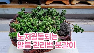 노지월동되는#알붐 키우기 분갈이법 알아보아요