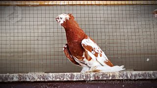 Uzbek double-crested pigeons (Tashkent 2024)