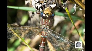 Aeschne des pénombres/Shadow Darner (Aeshna umbrosa)