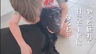 Labrador puppy doesn't get tired easily [Goldador]