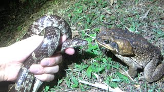 サキシママダラ　VS　ヒキガエル