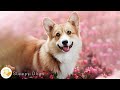 Deep Separation Anxiety Music for Dog Relaxation! 💖 Relaxing Sleep Music