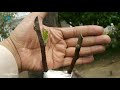 apple tree grafting how to graft fruit tree