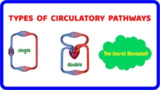 Single vs. Double Circulatory System