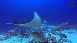 Addu - Great average day of diving