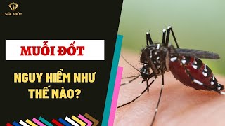 MUỖI ĐỐT NGUY HIỂM NHƯ THẾ NÀO? - I SỨC KHỎE