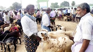 అయిజ సంతలో పొట్టేళ్ళ రేట్లు-ieeja sheep market-aiza santha-sheeps market-sheep and goat market ieeja