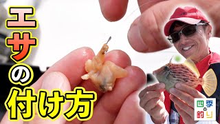 タチウオとカワハギのリレー釣り　旬の美味しい魚を釣りましょう！（四季の釣り/2024年10月18日放送）