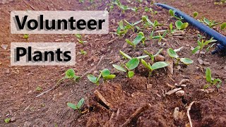 Garden Plant Volunteers