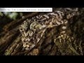 Researchers in Australia Discover New Species