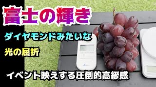 特殊な光の屈折をする形状【富士の輝き】リンゴ農家育ちのオヤジがリンゴより好きと言いだした件(;'∀')＃富士の輝き＃ぶどう＃栽培＃家庭菜園