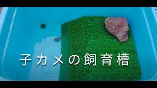 チビカメを拾ってきたあなたへ　　亀ビオトープの作り方　turtle POND