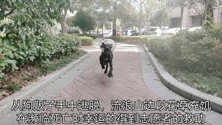 20191102 被狗販子偷走後幸運逃脫，逃到山下以樹皮花草充飢，身患嚴重疾病