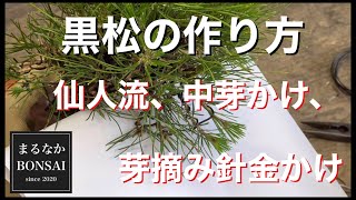 #197  黒松の作り方、中芽かけ、芽摘み、針金かけ。　　　【ミニ盆栽】       @bonsai1007