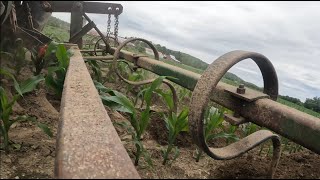 Cultivating corn in Vermont