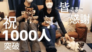 【登録者1000人達成記念】感謝と愛犬と今後について