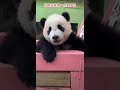 大熊猫 大熊猫妹猪 panda 奶爸在妹猪一点都不怕