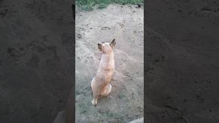 OMG ye kya ho gya pappu ghar se bhag gya😱😱😭🥹🥹❤️#viral  #dog #viralshort  #doglover #video#shorts#sad